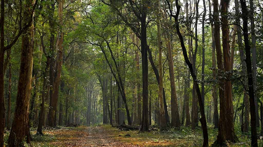 Explore the Secret Nature Spots of Nilambur Near Mayaahi